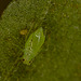 Aphid EF7A1584