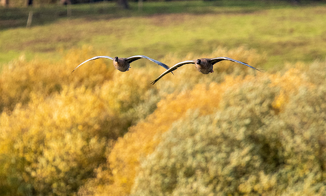 Geese in flight12