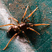 Spider IMG 8236