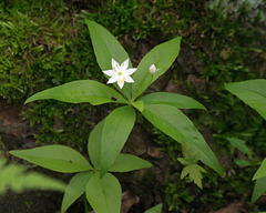 trientale boréale/star-flower1trientalis borealis
