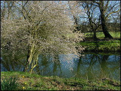 Cherwell in spring