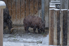 Mama ist weg - Nashörnchen im Schnee II (Wilhelma)