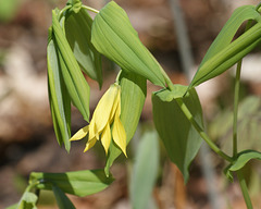 uvulaire à grandes fleurs/large-flowered bellwort/uvularia grandiflora