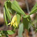 uvulaire à grandes fleurs/large-flowered bellwort/uvularia grandiflora