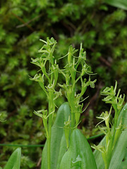 Liparis loeselii (Loesel's Twayblade orchid)