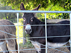Hi Donkey