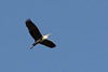 Киев, Цапля в полете над островом Ольгин / Kiev, Heron in flight over Olghin Island