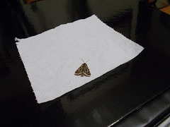 B&M - Antler moth [2 of 2]