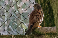 20160306 0290VRAw [D~BI] Turmfalke (Falco tinnunculus), Tierpark Olderdissen, Bielefeld
