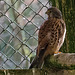 20160306 0290VRAw [D~BI] Turmfalke (Falco tinnunculus), Tierpark Olderdissen, Bielefeld