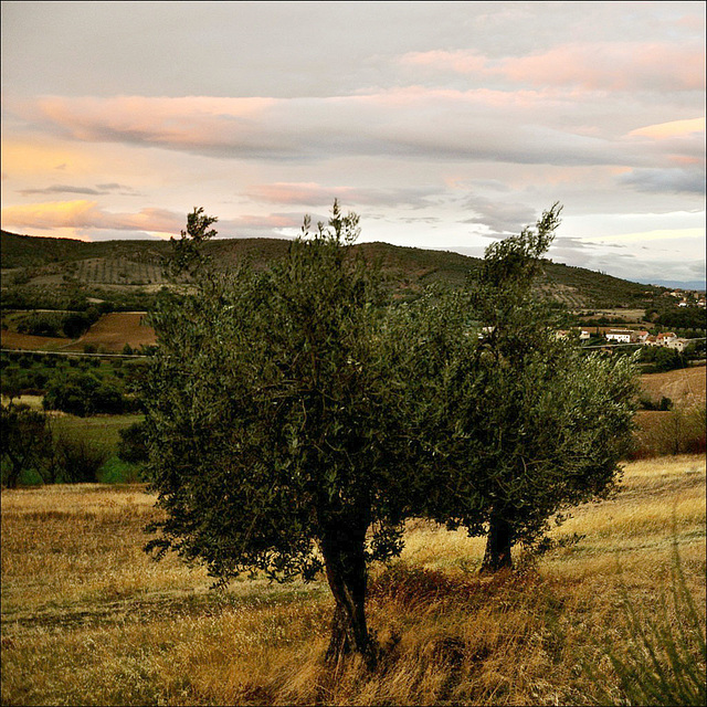 Evening light and olive trees.