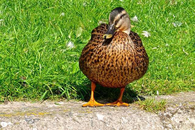 Canal side duck