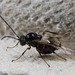 Gall Wasp IMG 8212