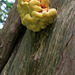 Brainy fungus at Croome Park