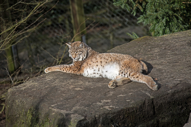 20160306 0292VRAw [D~BI] Eurasischer Luchs (Felis lynx), Tierpark Olderdissen, Bielefeld