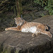 20160306 0292VRAw [D~BI] Eurasischer Luchs (Felis lynx), Tierpark Olderdissen, Bielefeld