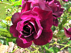 Rosy Rose.