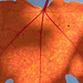 Glorious Maple Leaf Details and Fall in Medford Parking Lots (Set 6) (+7 insets!)