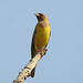 20210122-9546 Red-headed bunting