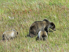Grizzly female (#152) and cubs