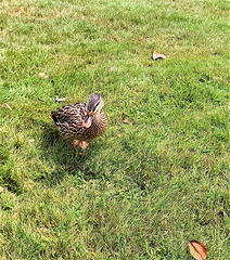 Duck On The Lawn.