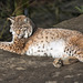 20160306 0293VRAw [D~BI] Eurasischer Luchs (Felis lynx), Tierpark Olderdissen, Bielefeld