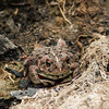 Western Toad / Boreal Toad / Bufo boreas