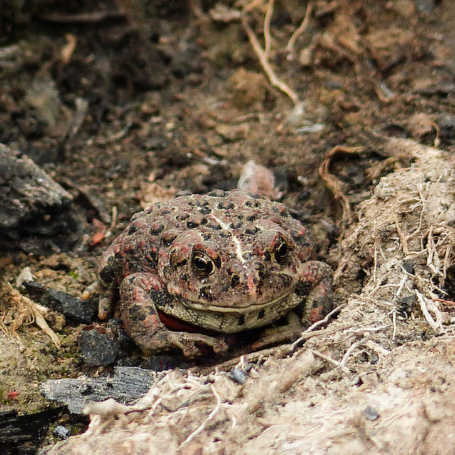 Western Toad / Boreal Toad / Bufo boreas