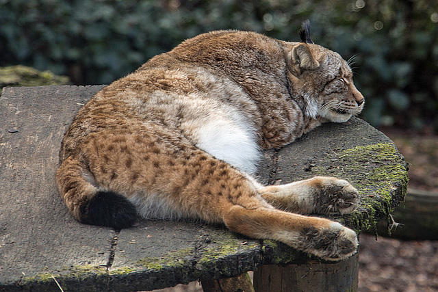 20160306 0294VRAw [D~BI] Eurasischer Luchs (Felis lynx), Tierpark Olderdissen, Bielefeld