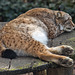 20160306 0294VRAw [D~BI] Eurasischer Luchs (Felis lynx), Tierpark Olderdissen, Bielefeld