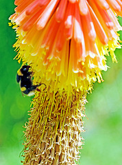 Bee Careful!