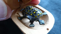 die kleine Schildkröte