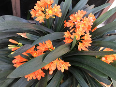 Orange Flowers (0363)
