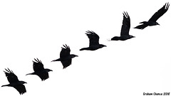 As the crow flies