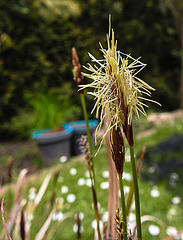 20210507 0151CPw [D~LIP] Bunte Japan-Segge (Carex morrowii 'Variegata), Bad Salzuflen