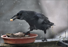 This morning's weather; breakfast guest