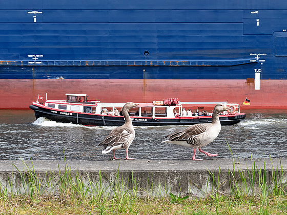 Lauf nicht weg, wenn die Touristen-Barkasse vorbei ist, springen wir wieder in unseren Hansahafen... - Hamburg