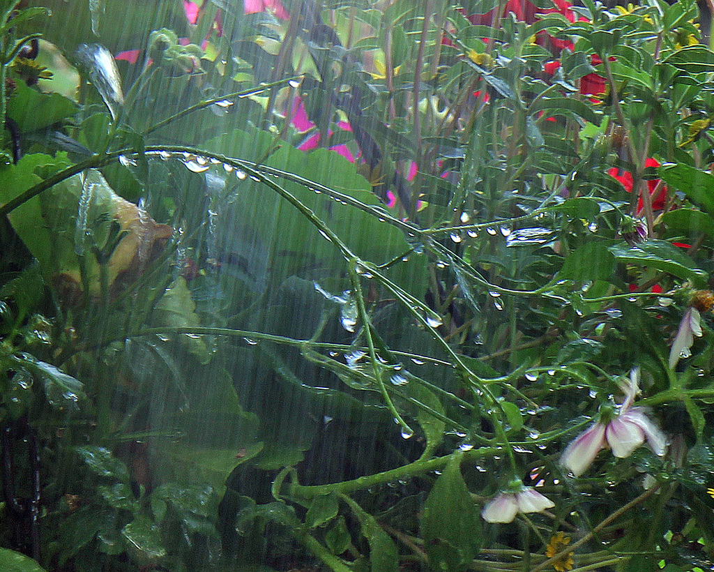 Monsoon jungle