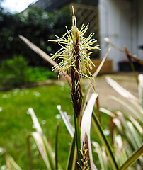 20210507 0152CPw [D~LIP] Bunte Japan-Segge (Carex morrowii 'Variegata), Bad Salzuflen