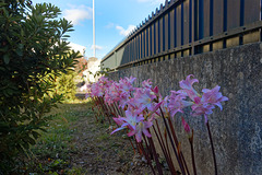 Amaryllis belladonna, HWW