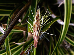20210507 0153CPw [D~LIP] Bunte Japan-Segge (Carex morrowii 'Variegata), Bad Salzuflen