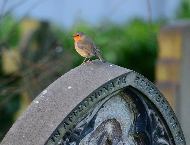 Robin on gravestone