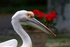 Pelikan im Profil (Wilhelma)