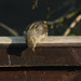 Sparrow on fence
