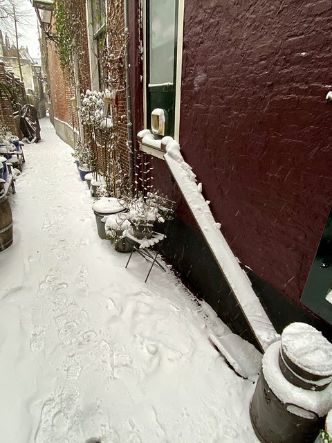 Snowy cat entrance
