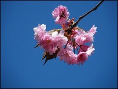 pink blossom in a blue sky
