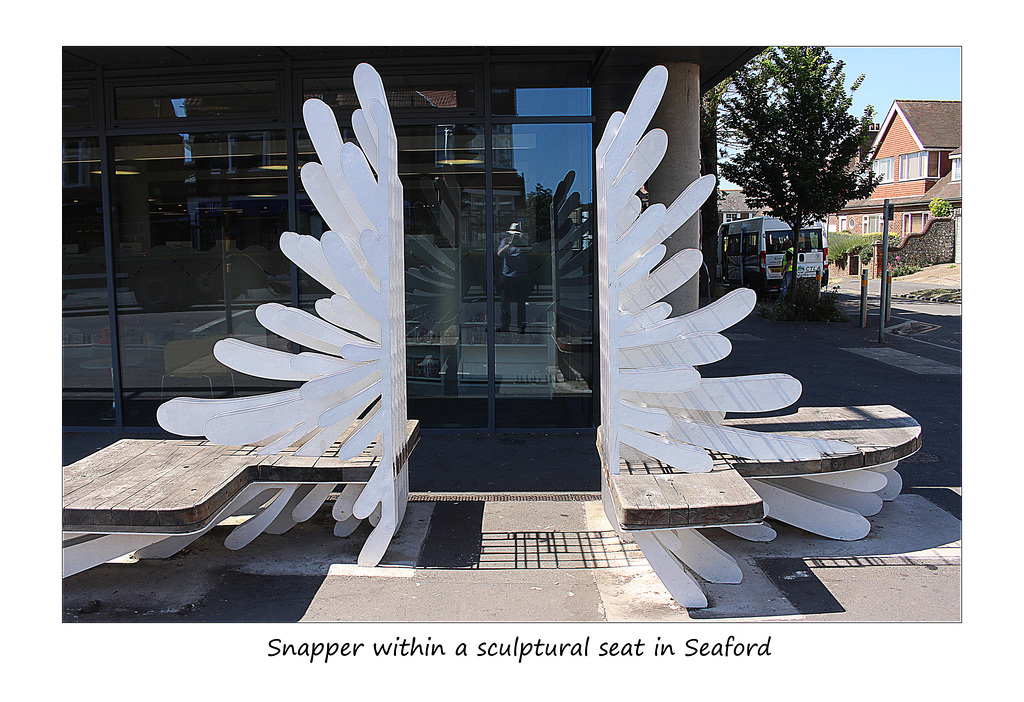 Snapper in sculptural seat in Seaford - 25.6.2018