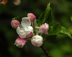 20210507 0155CPw [D~LIP] Apfelbaum (Cox Orangen-Renetter Malus), Blütenknospen, Bad Salzuflen