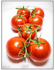 Tomatoes Impressionistic