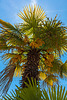 190601 Montreux palmier
